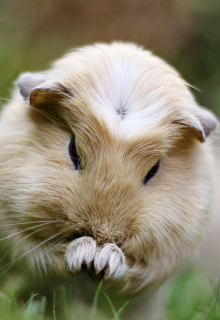 Мини мини полное полное произведение